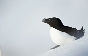Razorbill (Alca torda) adult, breeding plumage, standing on snow covered cliff on early return to breeding grounds