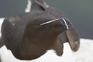 Bill Prints: Razorbill (Alca torda) adult, close-up of head