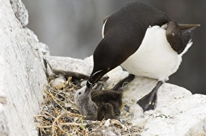Farne Prints: Razorbill (Alca torda) adult, feeding chick at nest