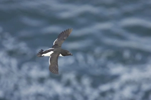 Auks Prints: Razorbill (Alca torda) adult, in flight over sea