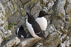 Razorbill (Alca torda) adult pair, breeding plumage, with chick on cliff ledge, Skokholm Island, Pembrokeshire, Wales