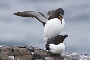 Farne Prints: Razorbill (Alca torda) adult pair, mating, Farne Islands, Northumberland, England, June