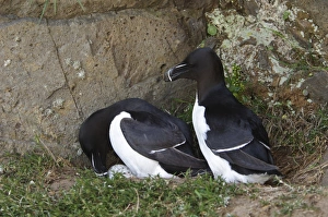 Razorbill (Alca torda) adult pair, breeding plumage, turning egg at nest on cliff ledge, Skomer Island, Pembrokeshire