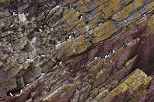 Seabird Prints: Razorbill (Alca torda) adults, breeding plumage