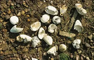 Skua Prints: Razorbill (Alca torda) and Common Guillemot (Uria aalge) eggs, eaten by skua, Scotland