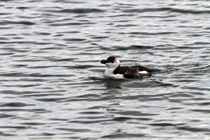 Swim Prints: Razorbill swimming - late winter