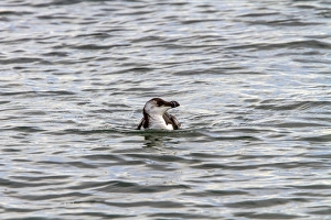 Razorbill swimming - late winter