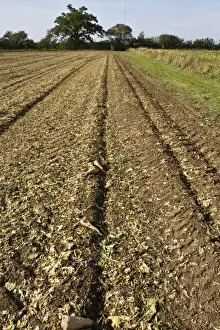 Tubers Prints: Recently harvested field of sugar beet showing some small tubers