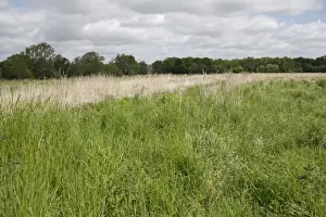 Recently Prints: Recently purchased land for fen habitat restoration project