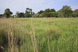 Recently purchased land for fen habitat restoration project, Little Ouse Headwaters Project, Webbs Fen, Thelnetham