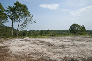 Reclaiming Prints: Reclaimation of heathland habitat, Holt Country Park, Norfolk, England, august
