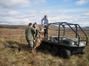 Shot Prints: Recovery of Red Deer (Cervus elaphus) carcass with all-terrain vehicle