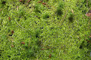Mosses Prints: Recurved Peat Moss (Sphagnum recurvum) growing on peaty moorland, Cumbria, England, august