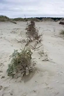 : Recycled Christmas trees used on coastal sand dunes to reduce erosion