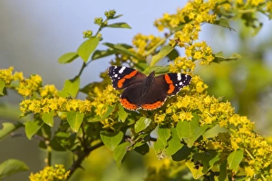 Butterfly Prints: Red Admiral Butterfly on Christs Thorn