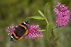 Red Admiral (Vanessa atalanta) adult, feeding on hebe flowers in garden, England, september