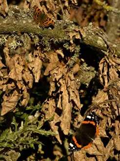 Sunning Prints: Red Admiral (Vanessa atalanta) and Comma (Polygonia c-album) adults