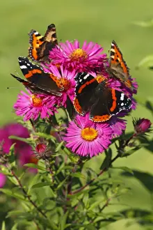 Nectar Prints: Red Admiral (Vanessa atalanta) and Small Tortoiseshell (Aglais urticae) adults