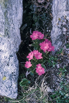 Rred Prints: Red alpine Primrose, Primula hirsuta