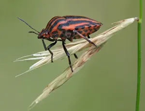 Bugs Prints: Red-and-black Striped Shieldbug (Graphosoma italicum) adult