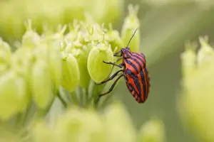 Red-and-black Striped Shieldbug (Graphosoma italicum) adult, on umbellifer seedhead, Causse de Gramat, Massif Central