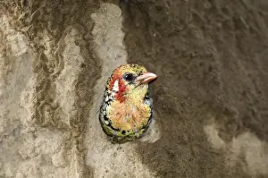 Red-and-yellow Barbet (Trachyphonus erythrocephalus) adult, at nesthole entrance in termite mound, Lake Baringo