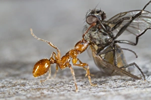 Red Ant (Myrmica rubra) adult worker, dragging dead fly back to nest, Powys, Wales, September