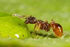 Drinking Prints: Red Ant (Myrmica rubra) adult worker, drinking from water droplet, Powys, Wales, July