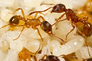 Red Ant (Myrmica rubra) adult workers, tending pupae in nest, Powys, Wales, July