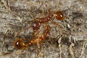 Aggression Prints: Red Ant (Myrmica rubra) two adult workers