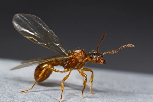 Roofs Prints: Red Ant (Myrmica rubra) winged queen, about to take off from roof, Powys, Wales, August