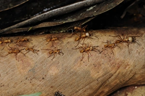 Red Army Ant (Eciton sp. ) adults, carrying and moving larvae, during nomadic phase colony emigration, Rupununi, Guyana