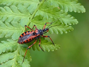 Red Assassin Bug (Rhynocoris iracundus) adult, resting on fern frond, Italy, july