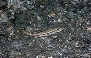 Eastern Prints: Red backed Sand Lizard Eastern europe