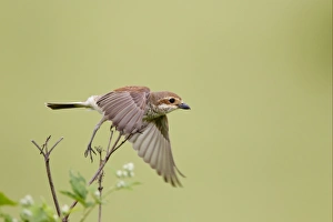 Shrikes Prints: Red-backed Shrike (Lanius collurio) adult female
