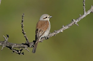 Red-backed Shrike (Lanius collurio) adult female, perched on twig, Lemnos, Greece, May