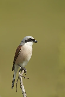 Shrikes Prints: Red-backed Shrike (Lanius collurio) adult male, perched on twig, Bulgaria