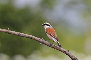 Red-backed Shrike (Lanius collurio) adult male, perched on branch, Bulgaria, June