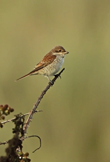 Shrikes Prints: Red-backed Shrike (Lanius collurio) immature