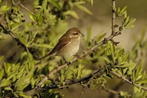 Aegean Prints: Red-backed Shrike (Lanius collurio) immature female, perched on twig, Lemnos, Greece, May
