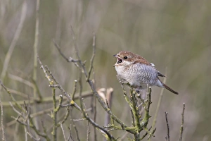 Shrikes Prints: Red-backed Shrike (Lanius collurio) juvenile