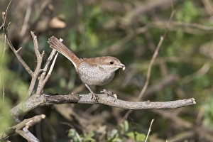 Red-backed Shrike (Lanius collurio) juvenile, with Harvestman (Opiliones sp. ) prey in beak, perched on twig, Suffolk