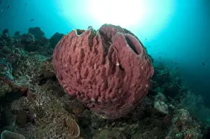 Red Barrel Sponge (Xestospongia testudinaria) on reef, Sipadan Island, Sabah, Borneo, Malaysia