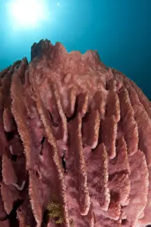 Red Barrel Sponge (Xestospongia testudinaria) on reef, Lembata Island, Solor Archipelago, Lesser Sunda Islands, Indonesia