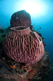 Ship Prints: Red Barrel Sponge (Xestospongia testudinaria) on shipwreck