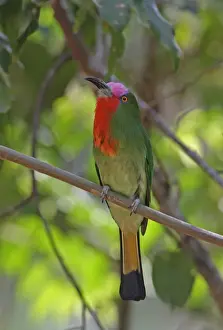 Red-bearded Bee-eater (Nyctyornis amictus) adult male, perched on branch, Kaeng Krachan N. P. Thailand, february