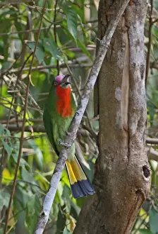 Red-bearded Bee-eater (Nyctyornis amictus) adult male, calling, perched on branch, Kaeng Krachan N. P. Thailand, february