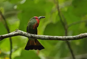 Red-bearded Bee-eater (Nyctyornis amictus) adult male, with beetle prey in beak, perched on branch, Kaeng Krachan N. P