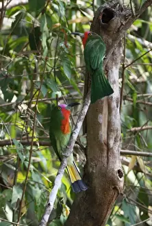 Red-bearded Bee-eater (Nyctyornis amictus) adult pair, perched on branch, Kaeng Krachan N. P. Thailand, february