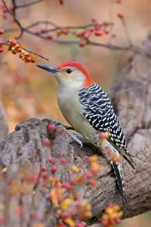 Red-bellied Woodpecker (Melanerpes carolinus) adult male, perched on old branch beside bittersweet, U. S. A
